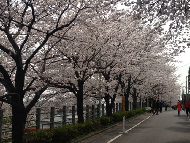 田園調布の桜は満開です♪